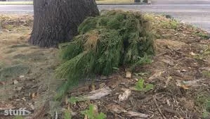 XMAS TREE DISPOSAL.jpg