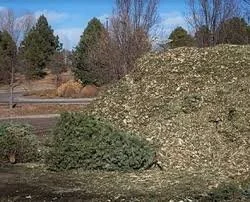 XMAS TREE DISPPOSL2.jpg