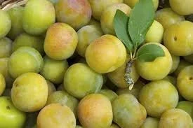 greengage.jpg