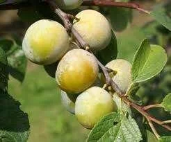 greengage2.jpg