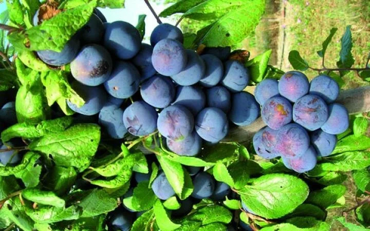 damson%2Bplum1.jpg