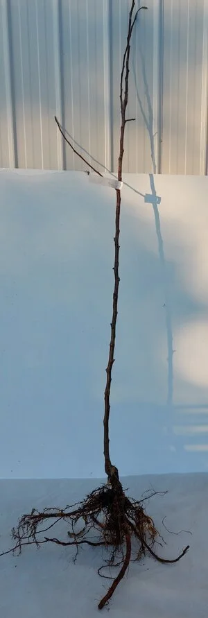 bareroot%2Bdwarf%2Bapple.jpg
