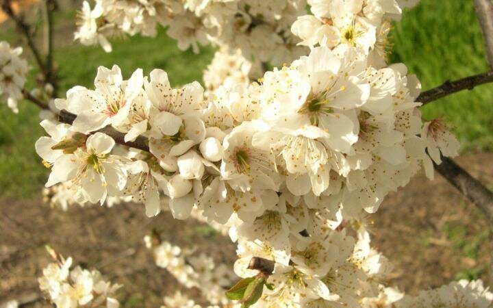 Plum-Duffs-Early-Jewell-blossom.jpg