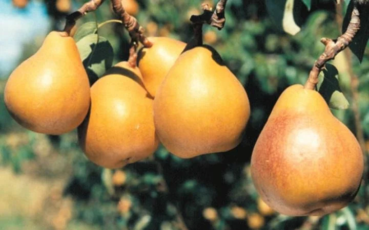 Pear Taylors Gold