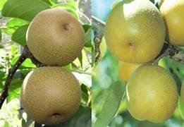 NASHI DUAL Kousi and Housi