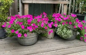 flower.jpg