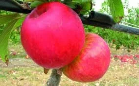 Apple Trumbelina Candy Crunch (mini stripe)