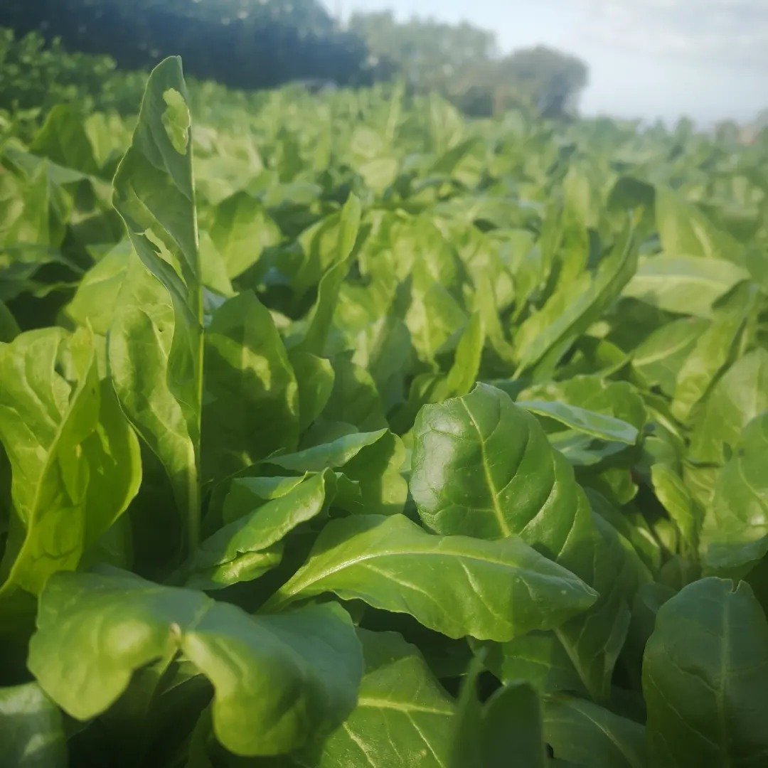 Spinach
