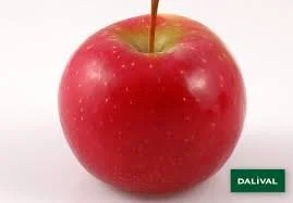 Apple Araine Dwarf