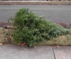 Xmas Tree Disposal