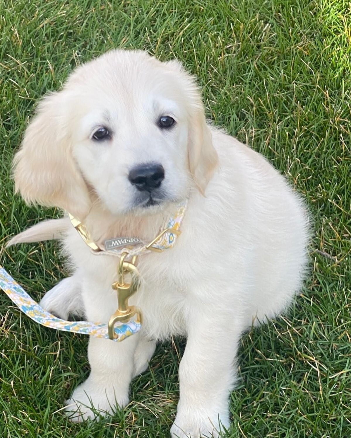 Meet the newest member of Sophie LuRoo.

Lil&rsquo; Miss Tessa❤️ 

She is an English Cream Golden Retriever.

Sweet, lovable &amp; affectionate. She is ready to greet you next time you visit!

Tessa is learning the ropes at Sophie LuRoo &amp; catchin