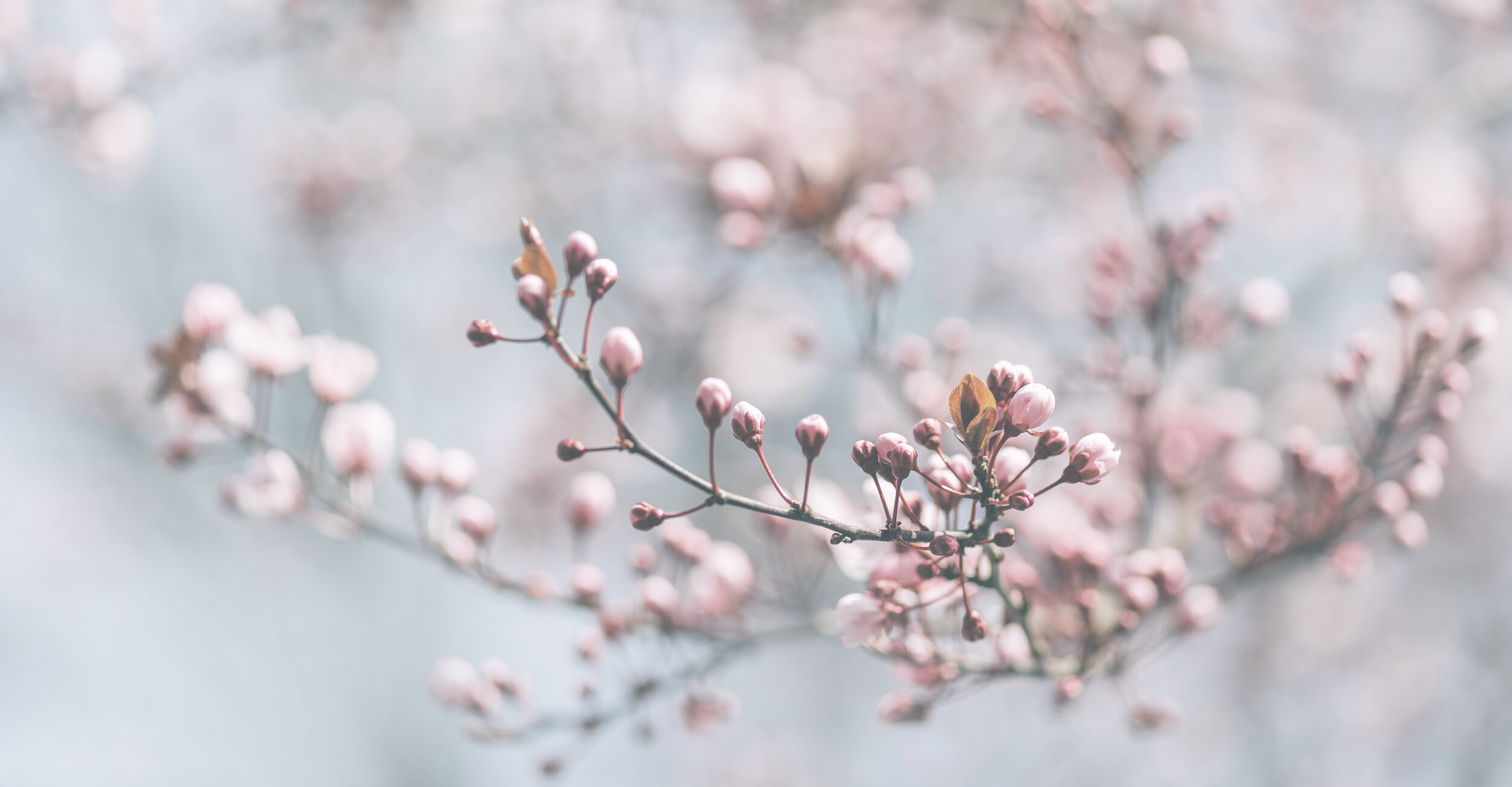 Chinese astrology - Li Chun Beginning of Spring