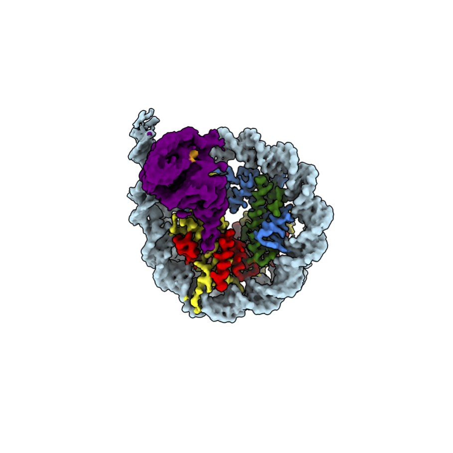 Structure of nucleosome-SIRT6 complex