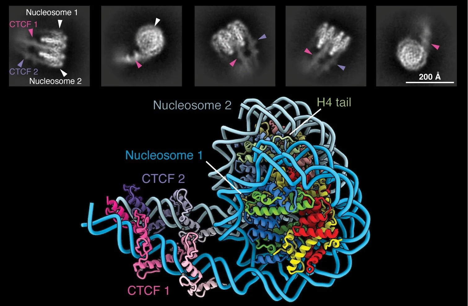 New preprint: Structural basis for CTCF-mediated chromatin organization