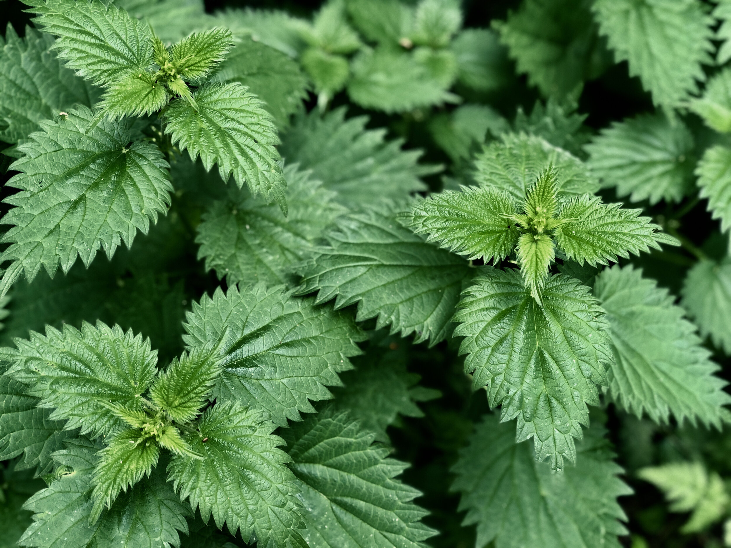 What to do if you are stung by stinging nettles