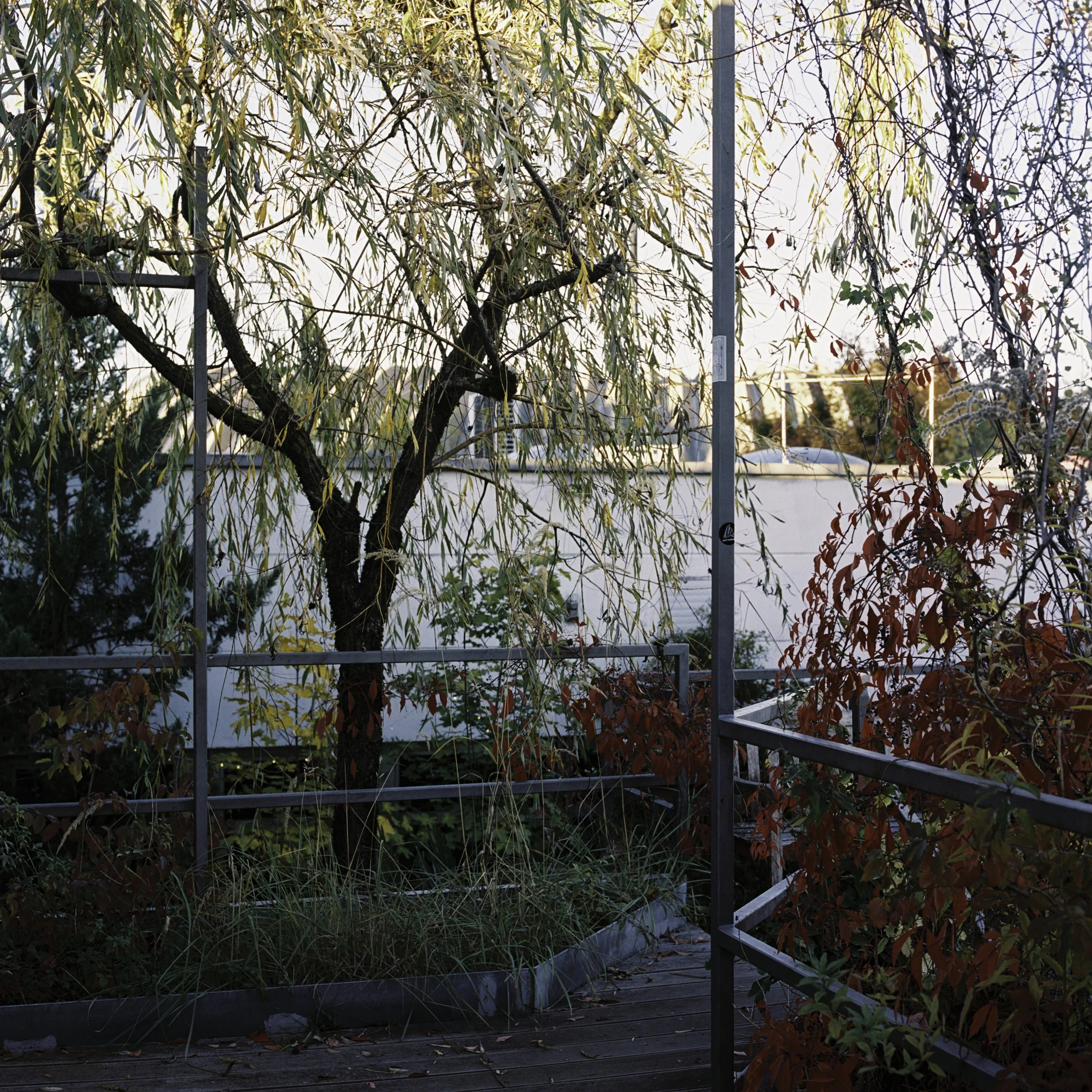 BSTGMUC__Pflanzen_240726-19.jpg