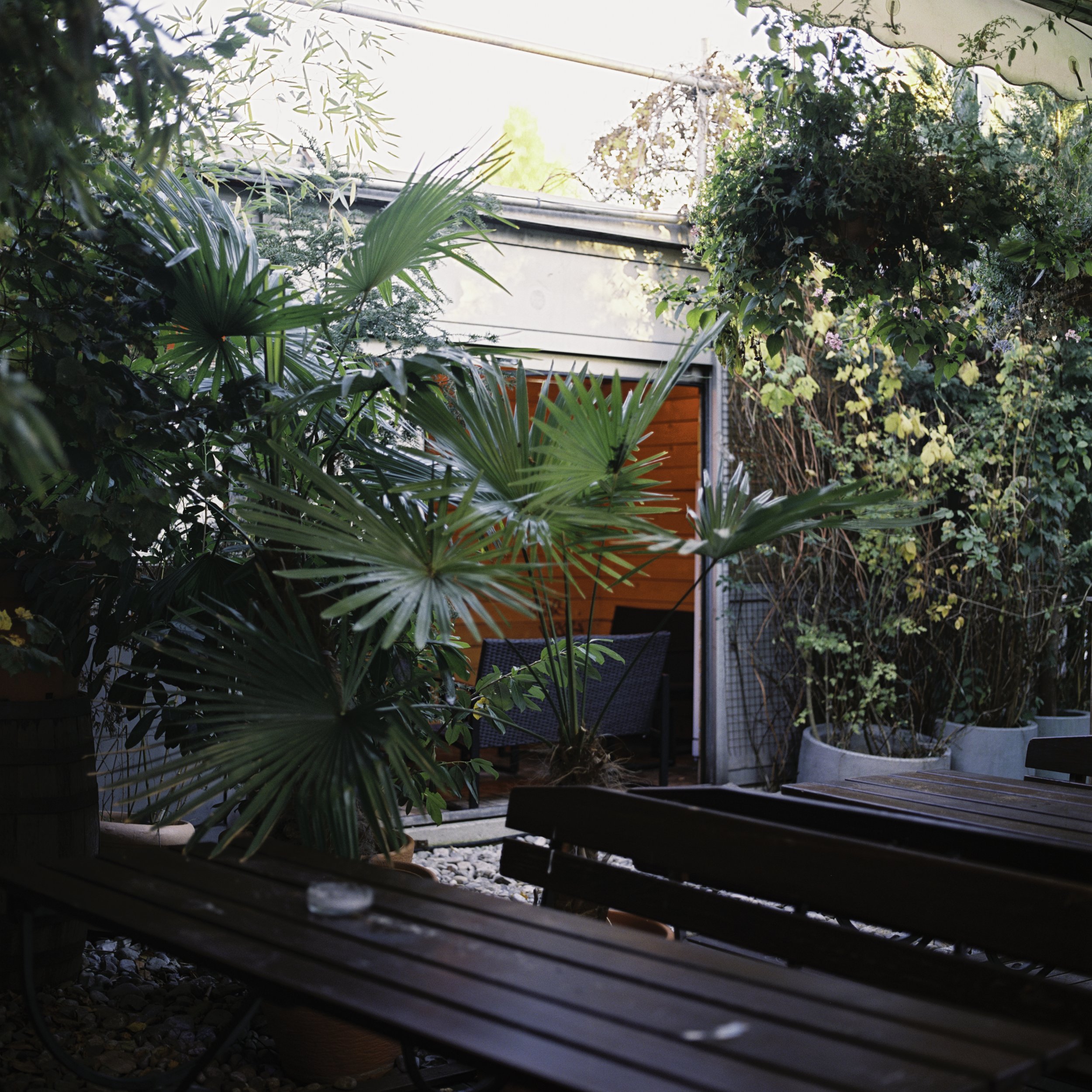 BSTGMUC__Pflanzen_240726-16.jpg