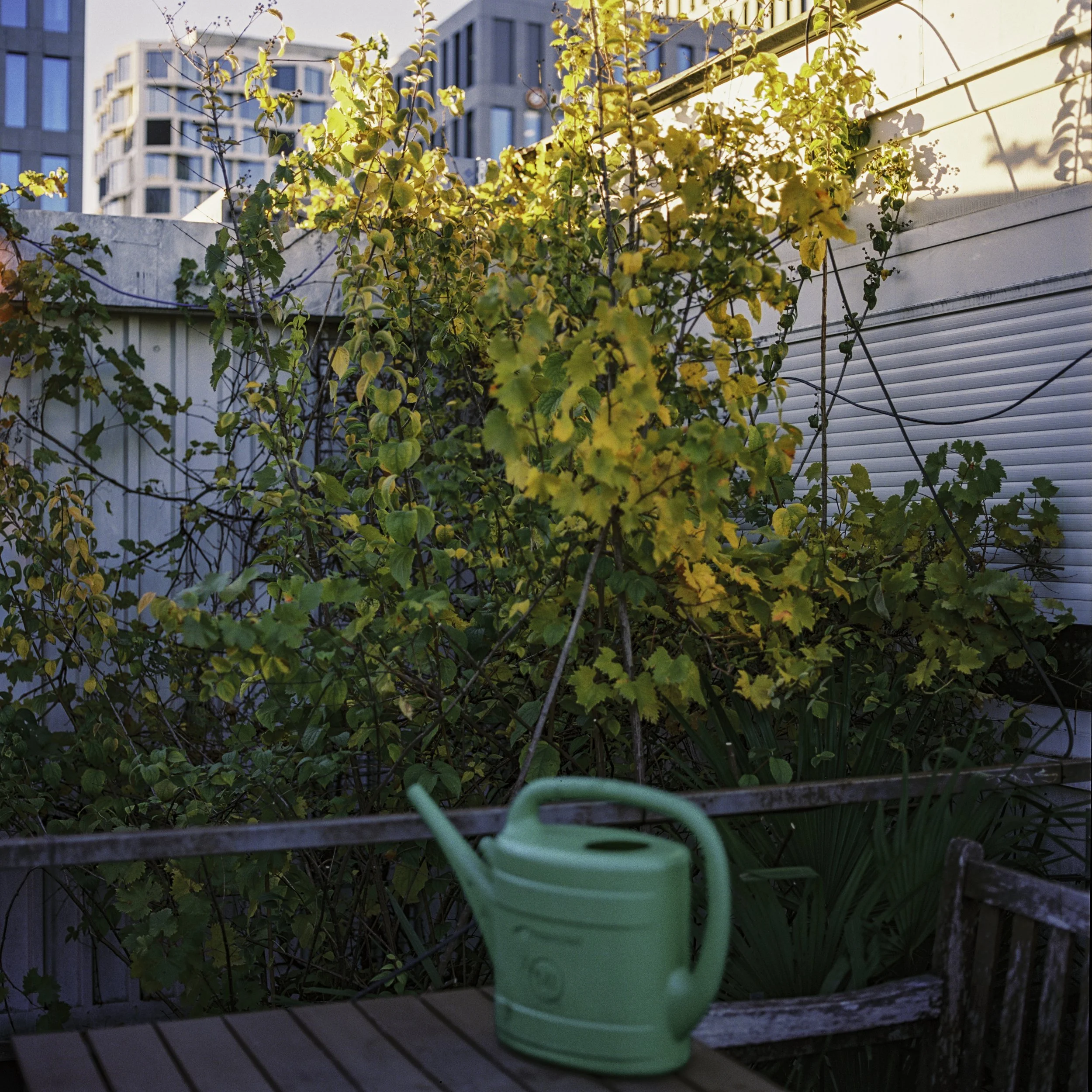 BSTGMUC__Pflanzen_240726-17.jpg