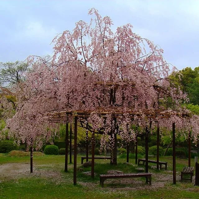 Rain of pink - - - by ILM
🌎
🧳
🚙
🥾
#travel #traveler #tokyo #japan #daily #globe #travelawesome #awesome #view  #travelphotography #photooftheday #photography #travelgram #cherryblossom #instadaily #traveling #vacation #visiting #instatravel #holi