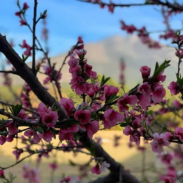 April showers bring May flowers - - - by AETS
🌎
🧳
🚙
🥾
#travel #traveler #travelthroughtheworld #earthporn #daily #globe #travelawesome #awesome #flowers  #travelphotography #photooftheday #photography #travelgram #instatravel #instadaily #traveli