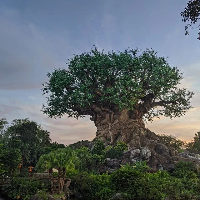 Tree of life is a bit girthy - - - by ILM
🌎
🧳
🚙
🥾
#travel #traveler #disney #disneyworld #daily #globe #travelawesome #awesome #view  #travelphotography #photooftheday #photography #travelgram #instatravel #instadaily #traveling #vacation #visiti
