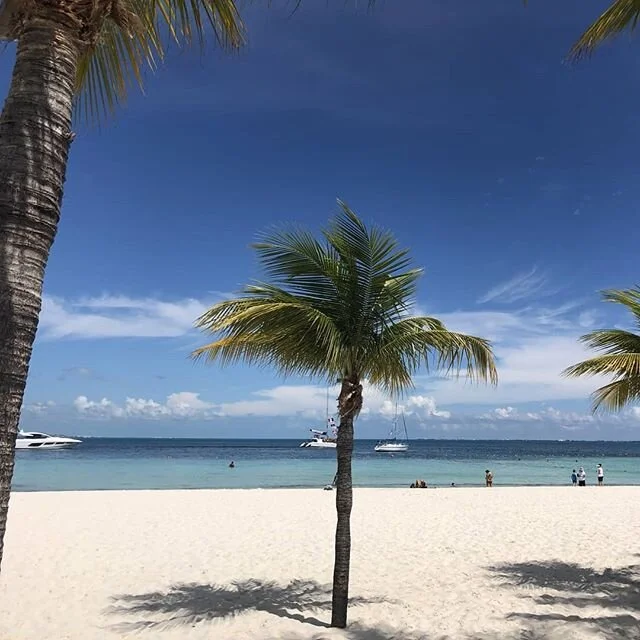 Palmtree life 🏝️ - - - by ILM
🌎
🧳
🚙
🥾
#travel #traveler #travelthroughtheworld #earthporn #daily #mexico #travelawesome #awesome #view  #travelphotography #photooftheday #photography #travelgram #instatravel #instadaily #traveling #vacation #vis