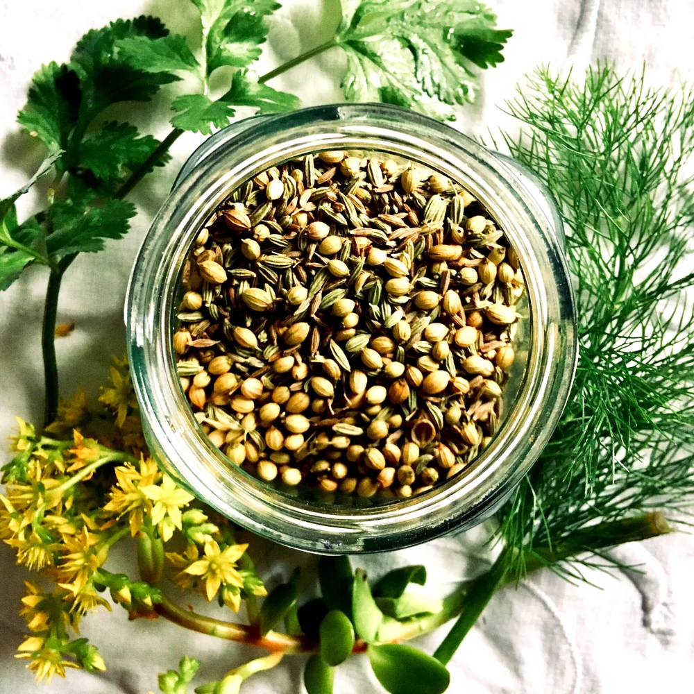 CCF Detox Tea (Cumin Coriander Fennel Tea) — AYU AYURVEDA