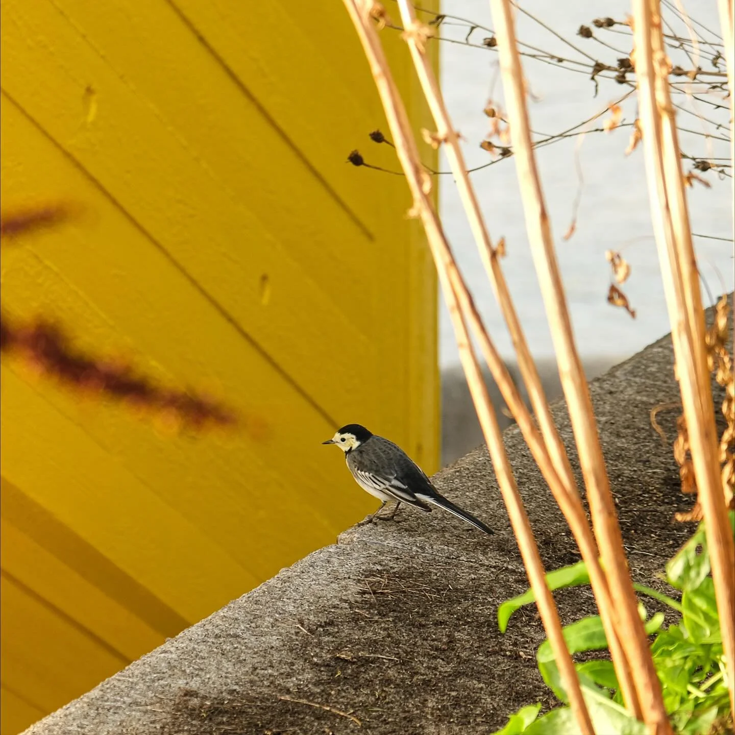 Above the Royal Festival Hall, we&rsquo;ve tucked 1,200 bulbs snugly under their winter blanket, for colour in the spring. 🌼 
We were joined in our rooftop planting by a tiny visitor: a cheerful pied wagtail gobbling up the worms and grubs exposed b