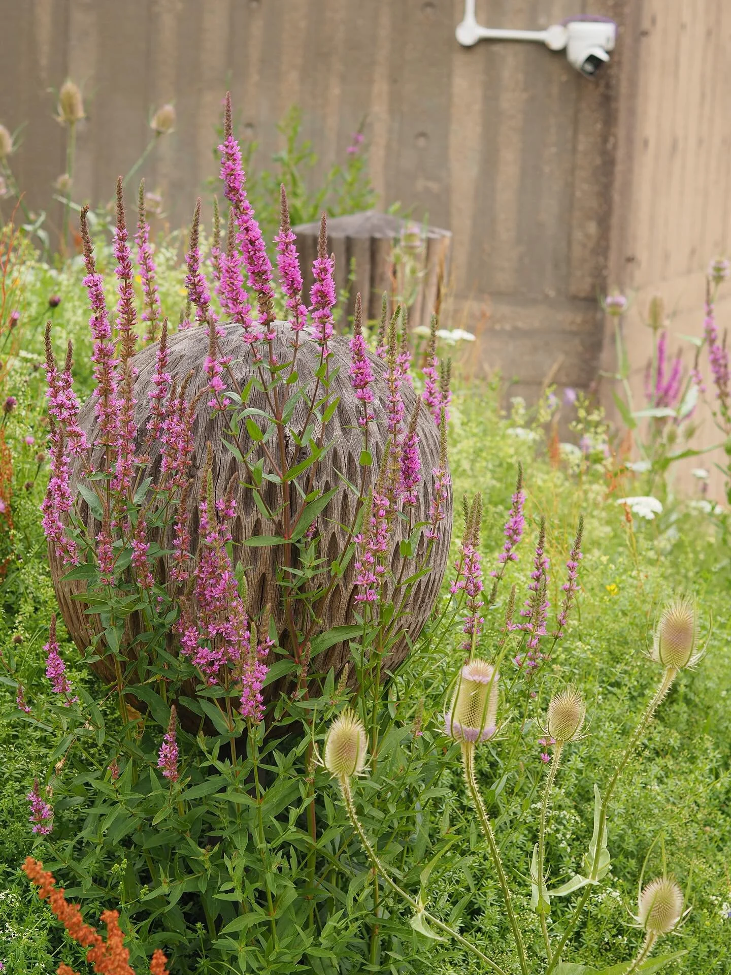 Haven at @southbankcentre &ndash; Going into its third Autumn.

Our urban meadow is thriving, now extended until 2027. This year, purple loosestrife claimed the nesting pods and competed for height! 

From tiny seeds to buzzing life, this small patch