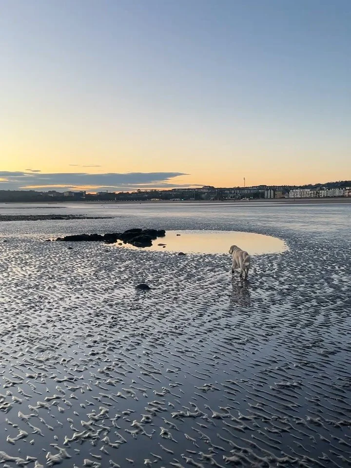 Magical nature, Bridge Pottery and an organ at Cheriton Church. Must be the Gower ✨