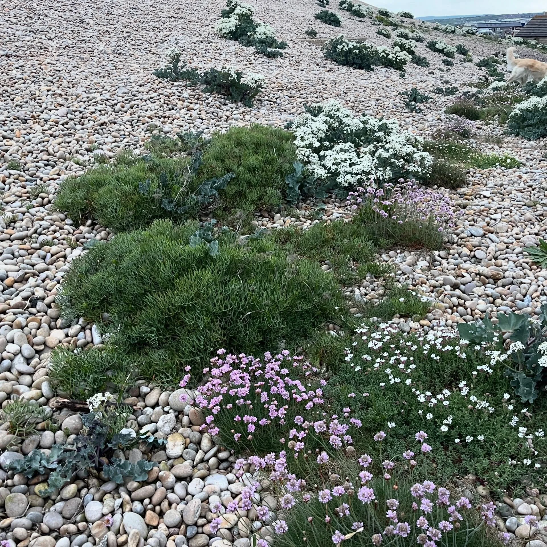 Portland, you have the most beautiful stones, sea and wild gardens.

Without any industrialised farming, the flowers on Portland are mostly wild. 

And May is putting on a good show. 

#Portland