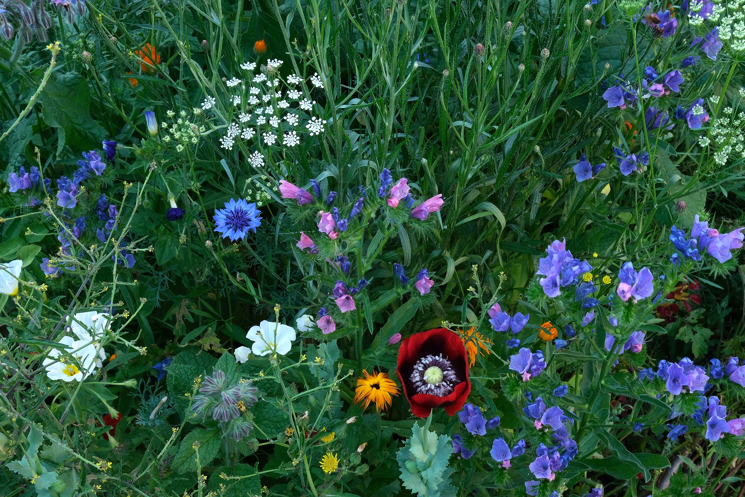DSCF6005.png