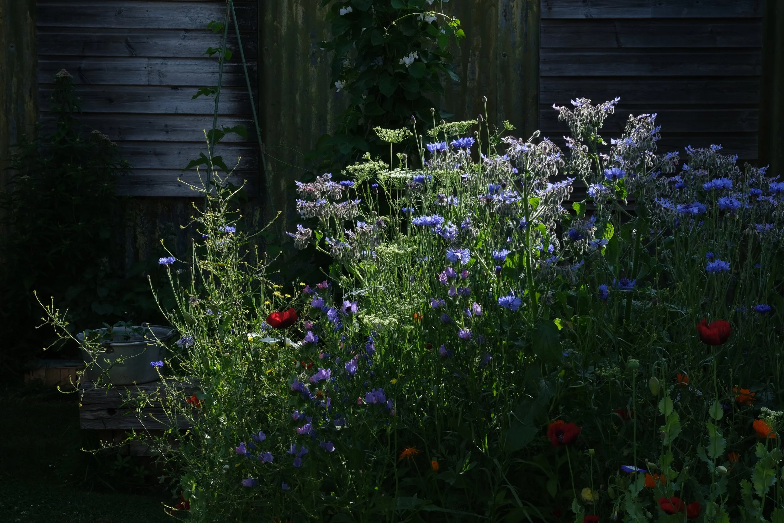 A Year of Garden Experiments