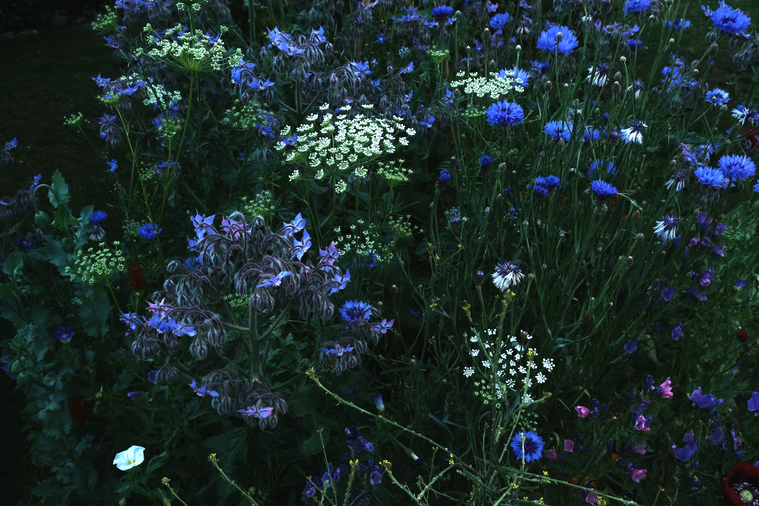 DSCF6006.png