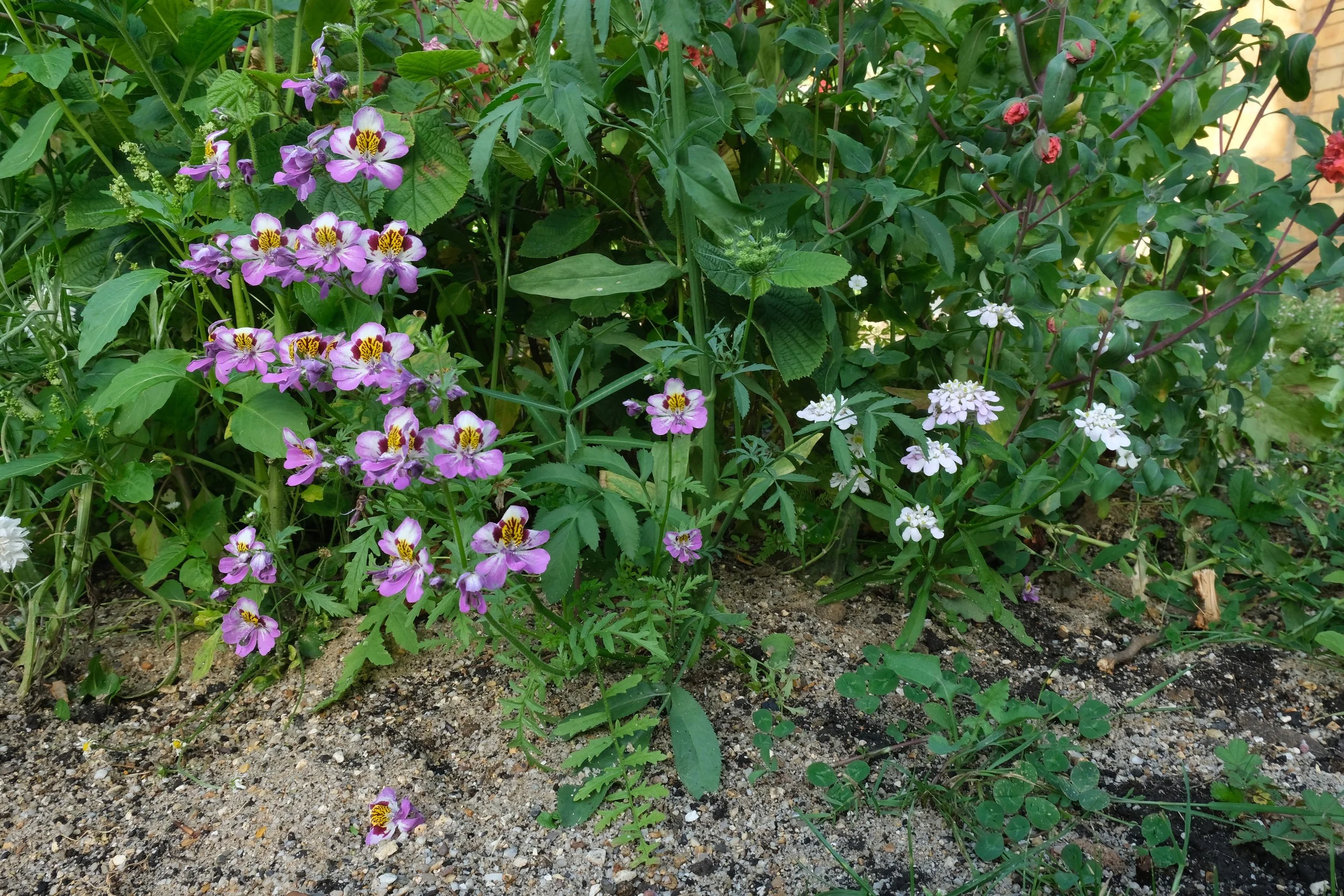 DSCF6073.JPG