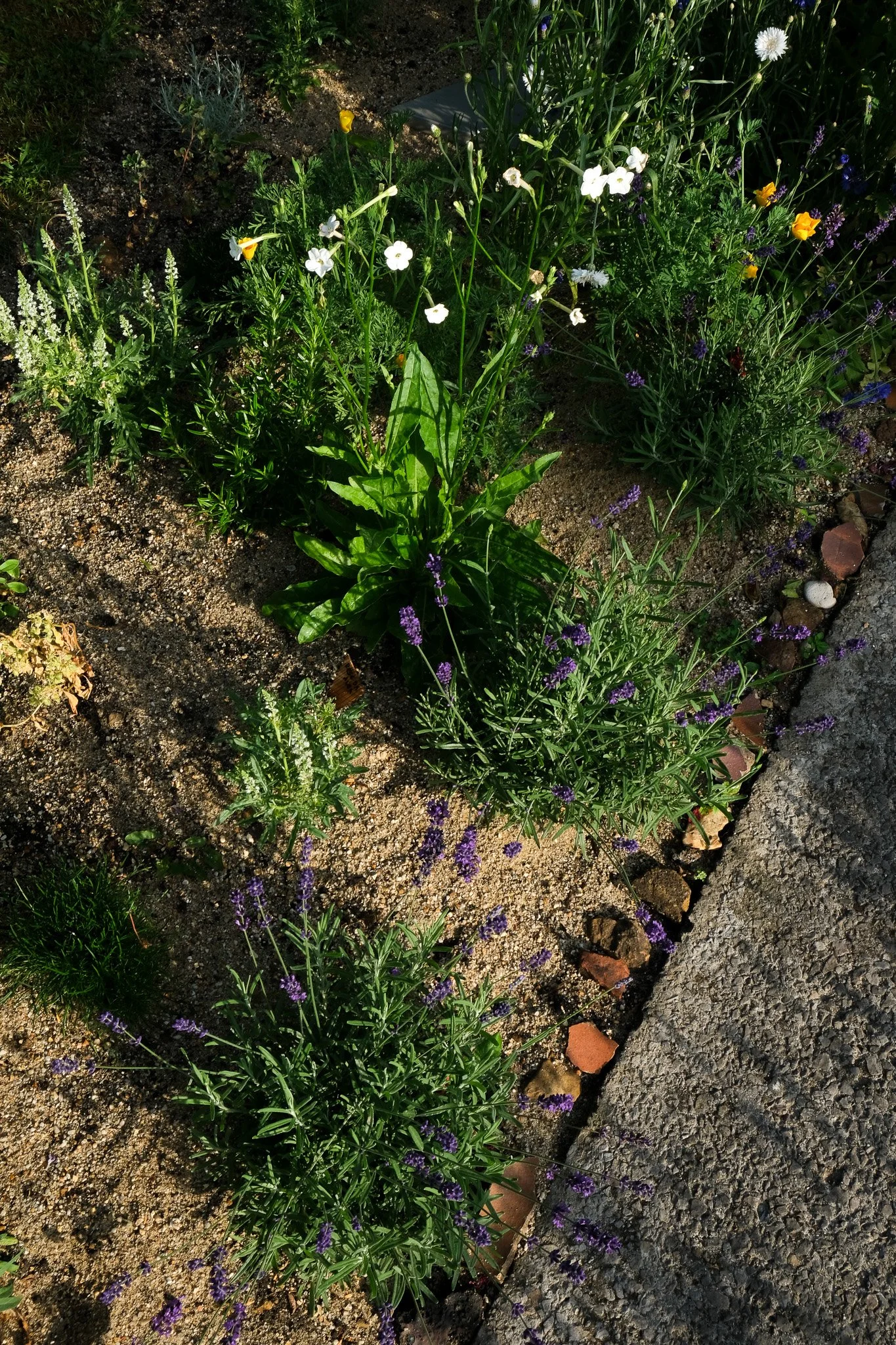 DSCF6064.jpg