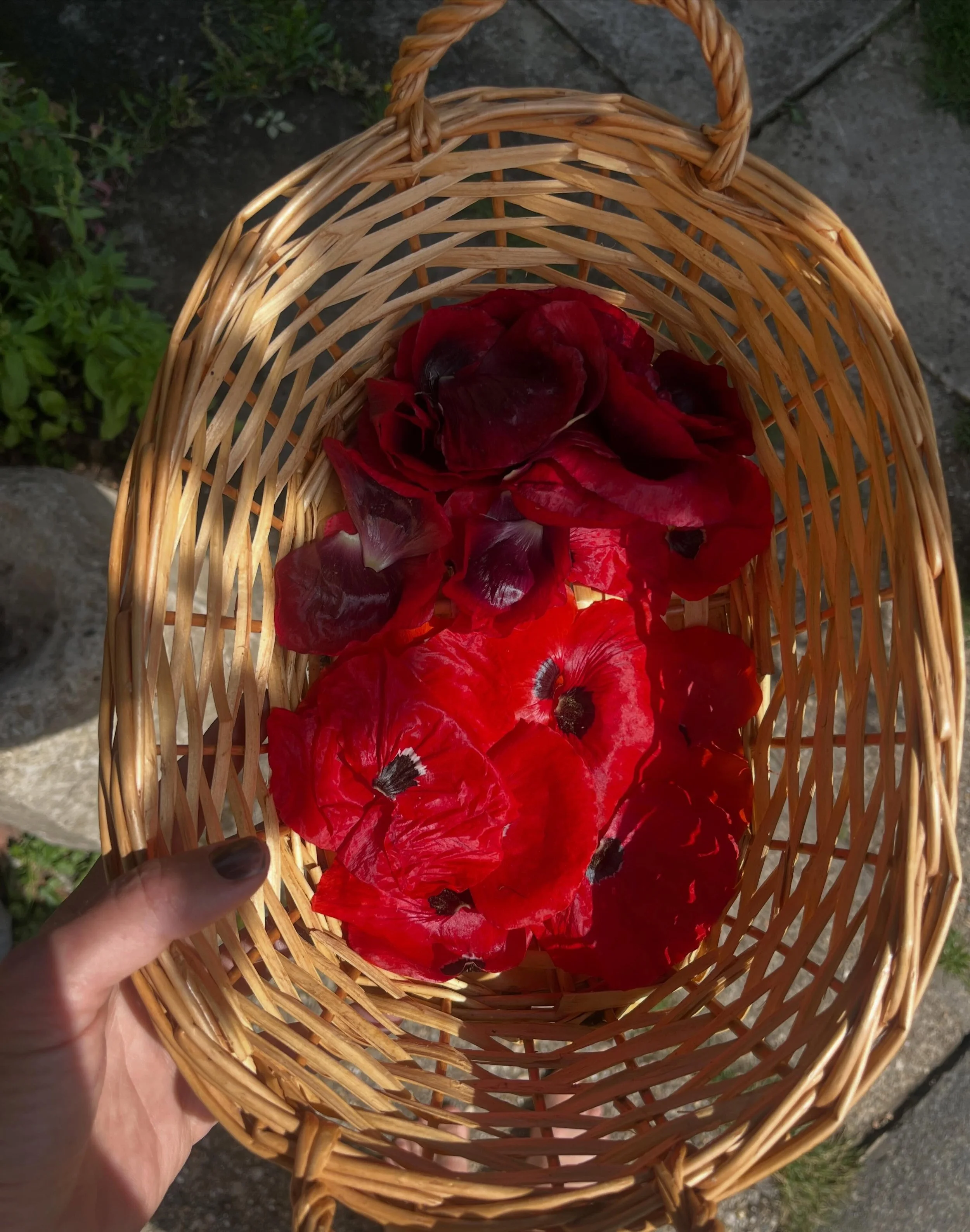 A Year of Garden Experiments; 
Sand and wildflower gardening, poppy petal emulsion and Nigel Dunnett. (new blog entry) 🍃 

At the @the_sgld Symposium in Sheffield last year, @owen_the_gardener (Owen Hayman) kindly gifted me three packets of wildflow