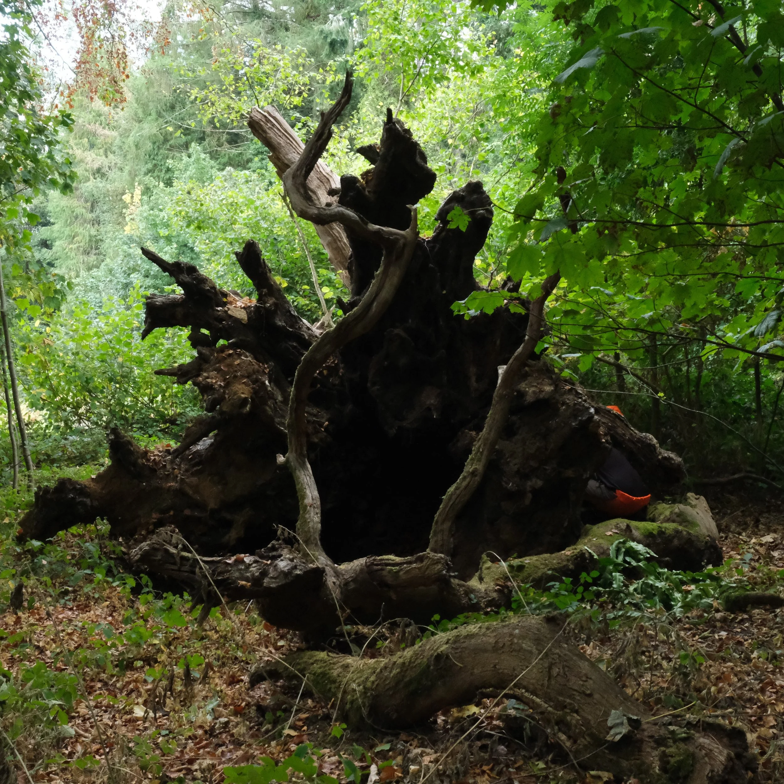 An oak tree came down near us, probably because of old age. It was amazing to see inside its roots, full of tanin rich bark.

If we are able to cut and move some of this beautiful giant we will use it for sculpture, the enormous width means we can ma