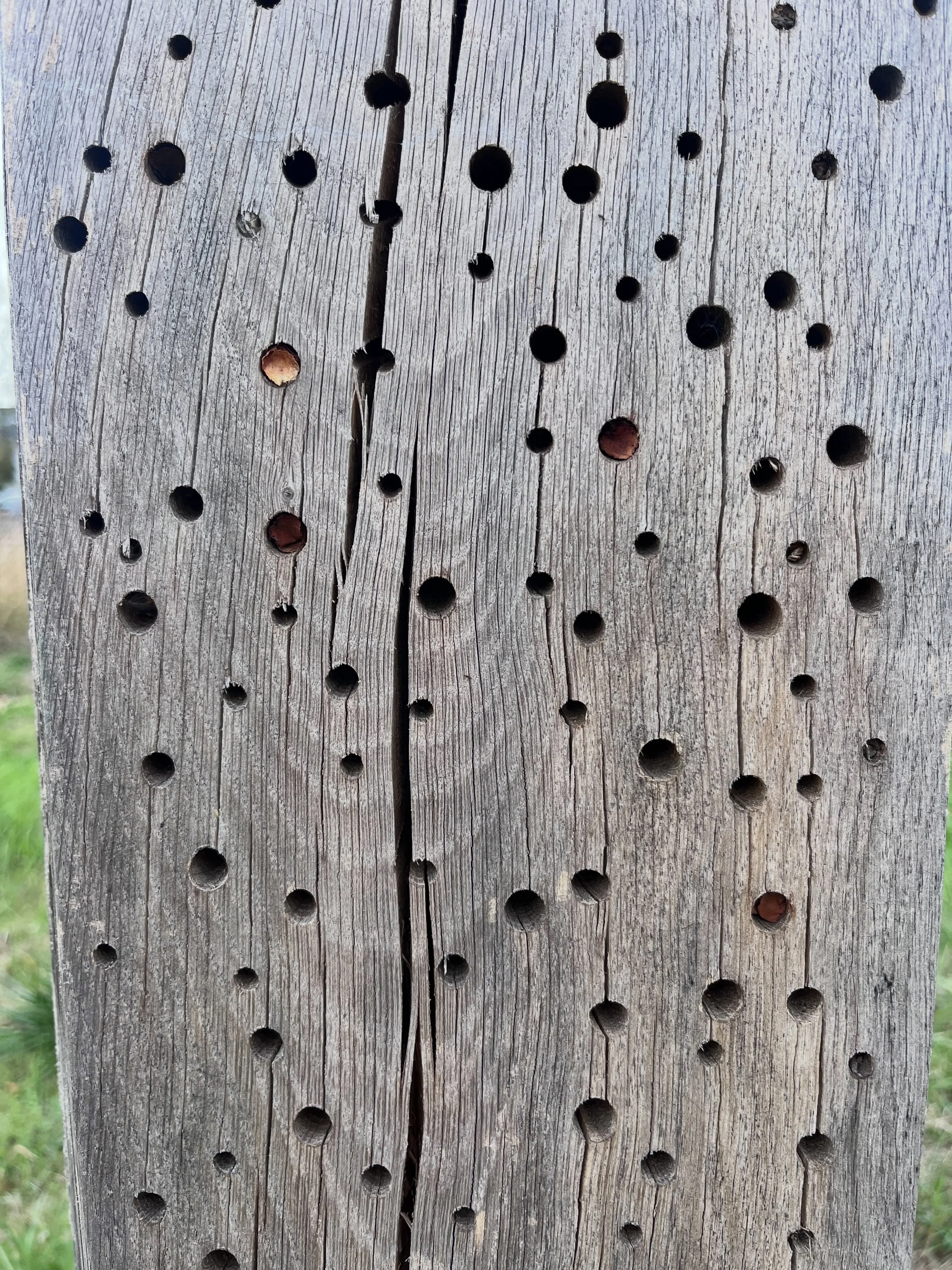 Leaf-cutter bees constructing nests in our chestnut bee posts in Bristol. 

The female bee independently builds and cares for the nest which is made by cutting precise, circular pieces from the edges of leaves. These are then carried back to the nest