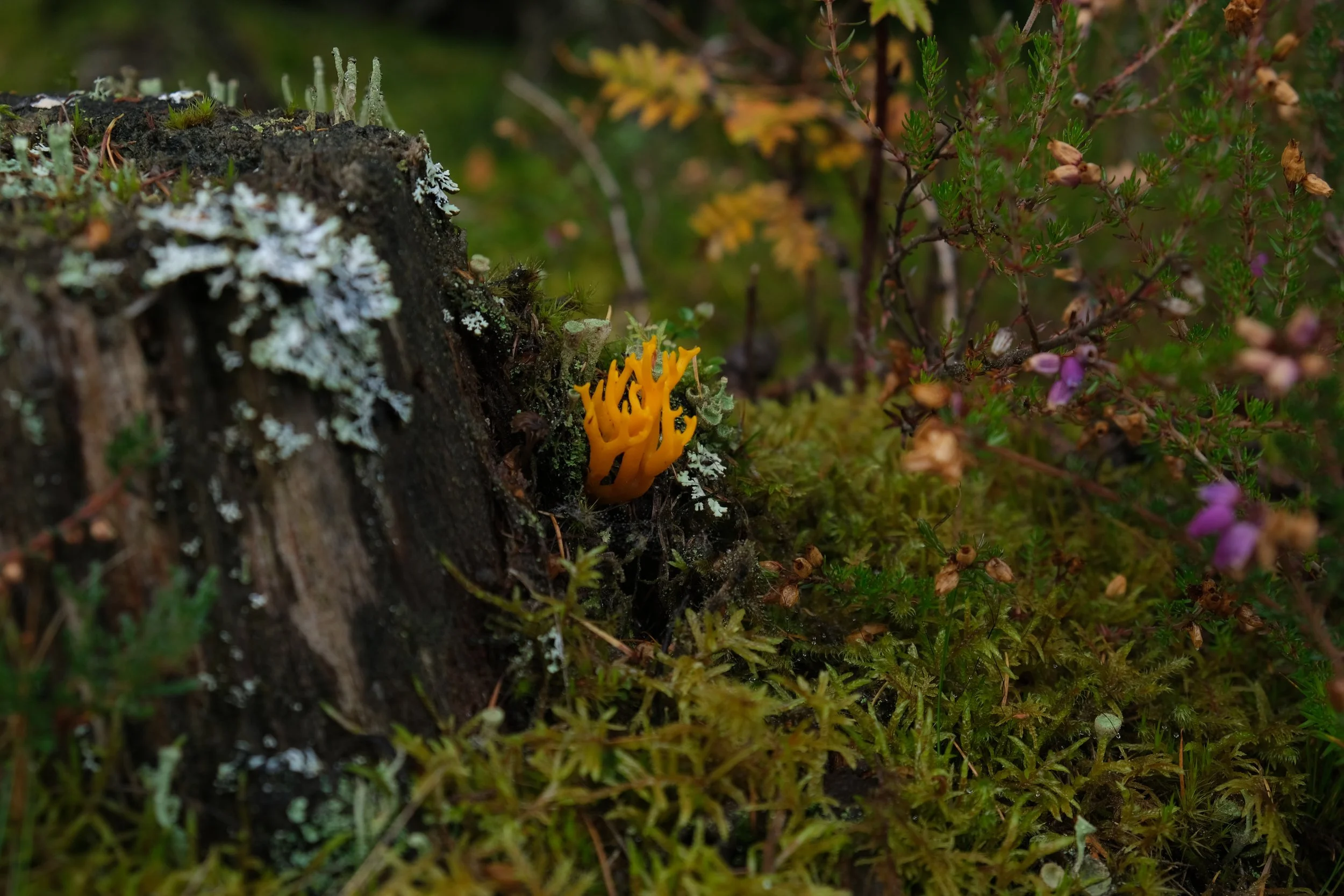 DSCF6715.JPG