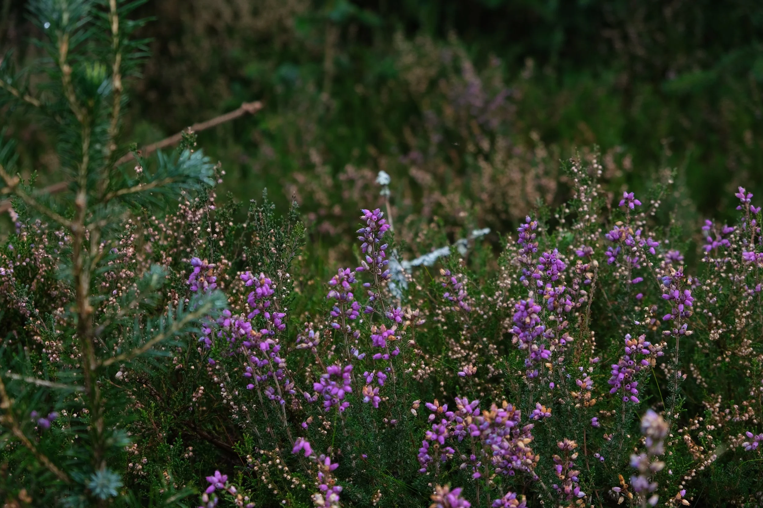 DSCF6712.JPG