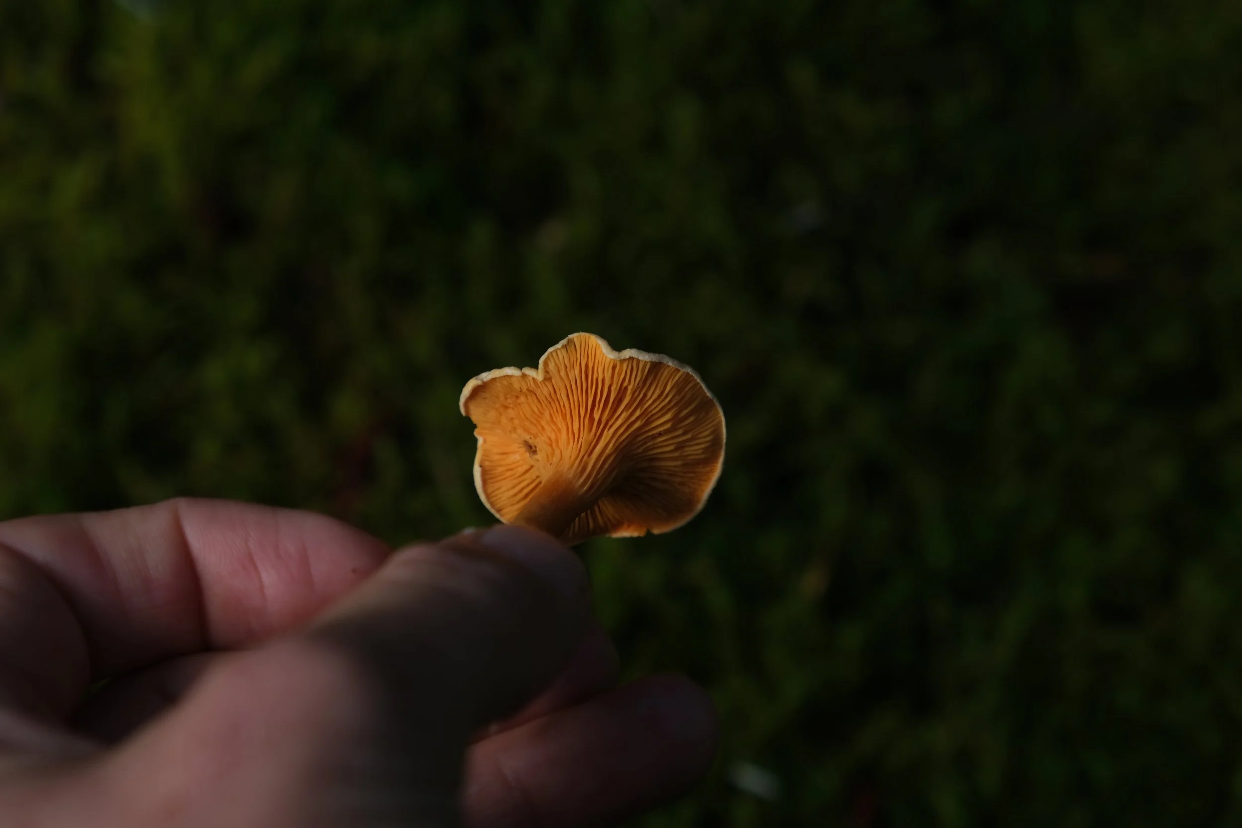 DSCF6724.JPG