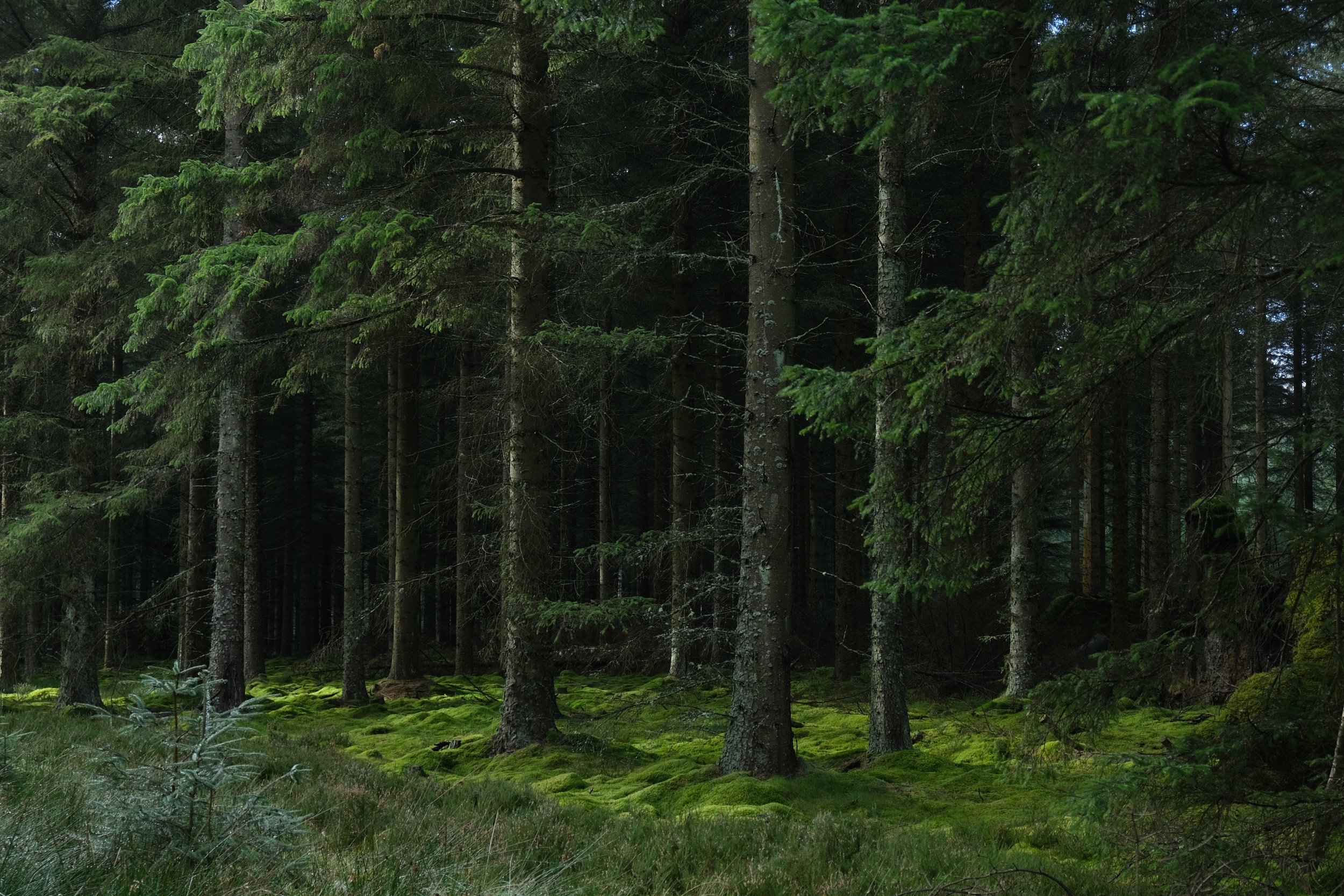 DSCF6717.JPG