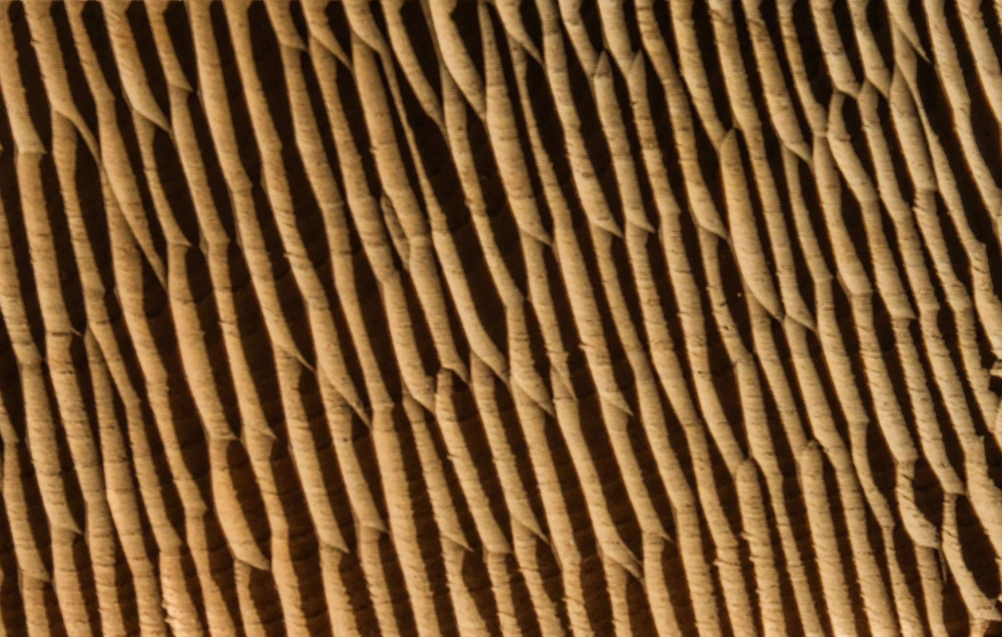 DSCF6574-2.jpg