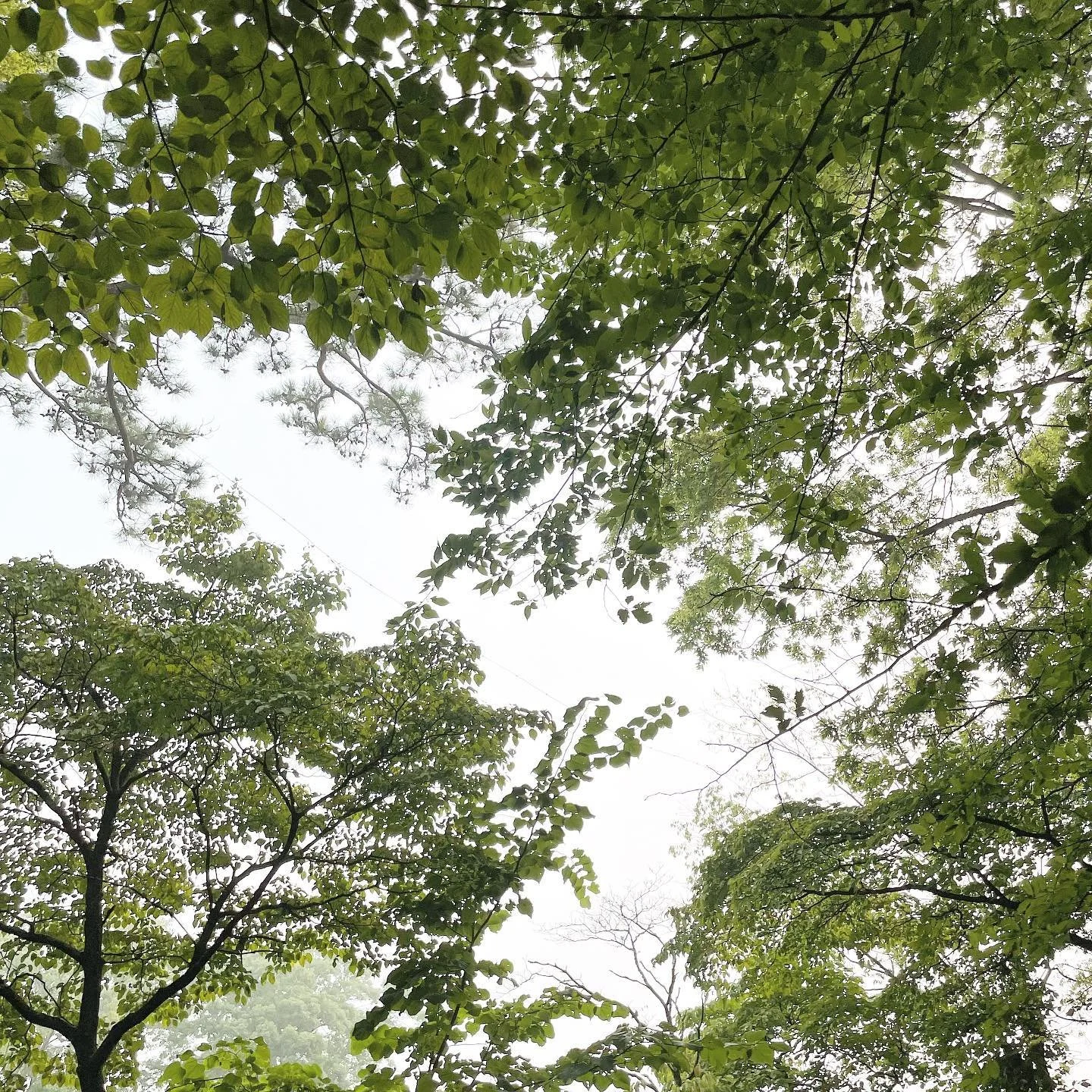 fresh air for life 🙂 (please)