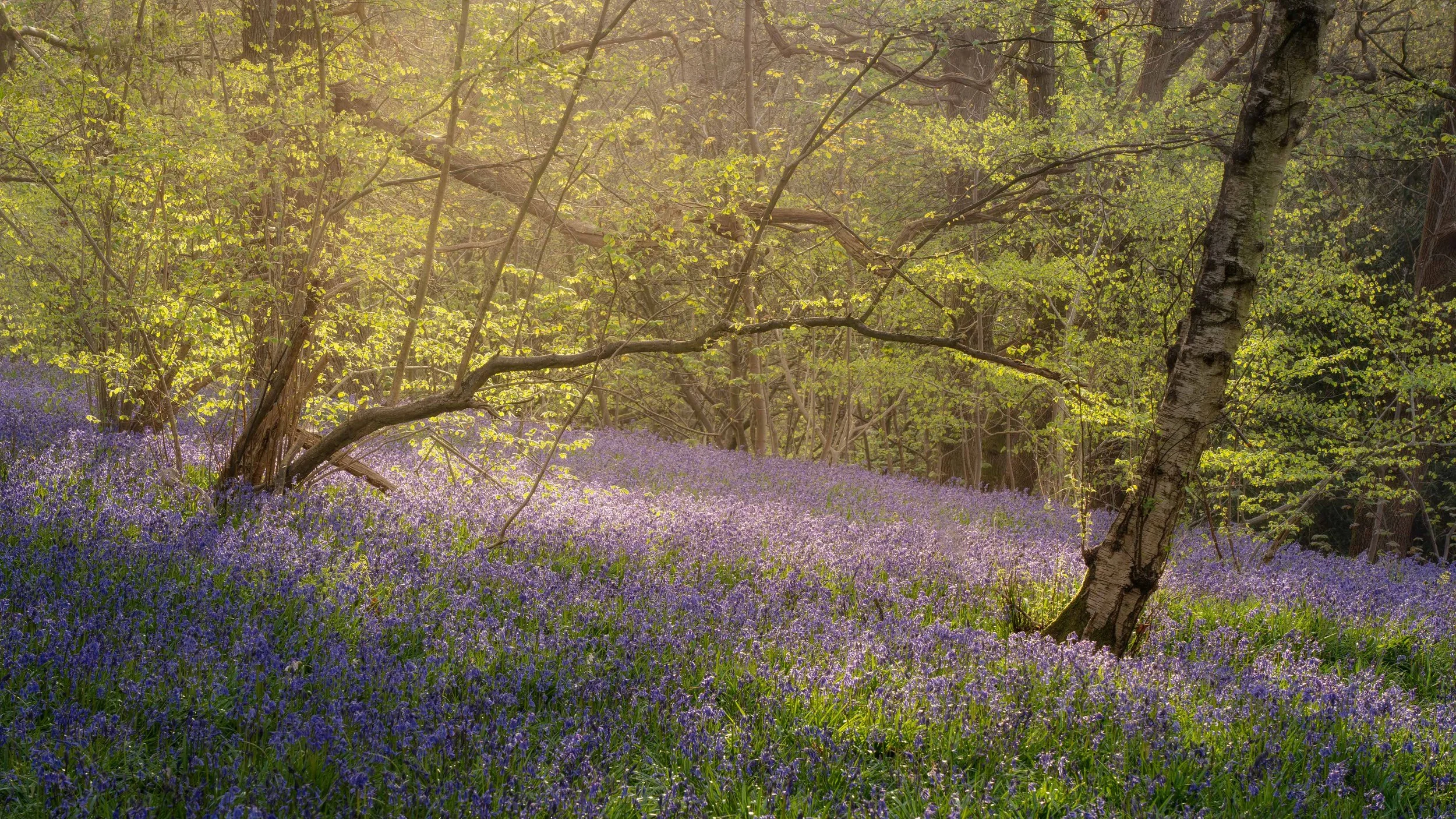 Early light