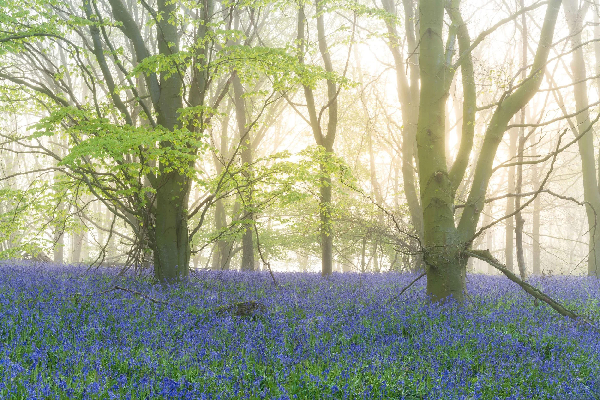 Bluebell carpet