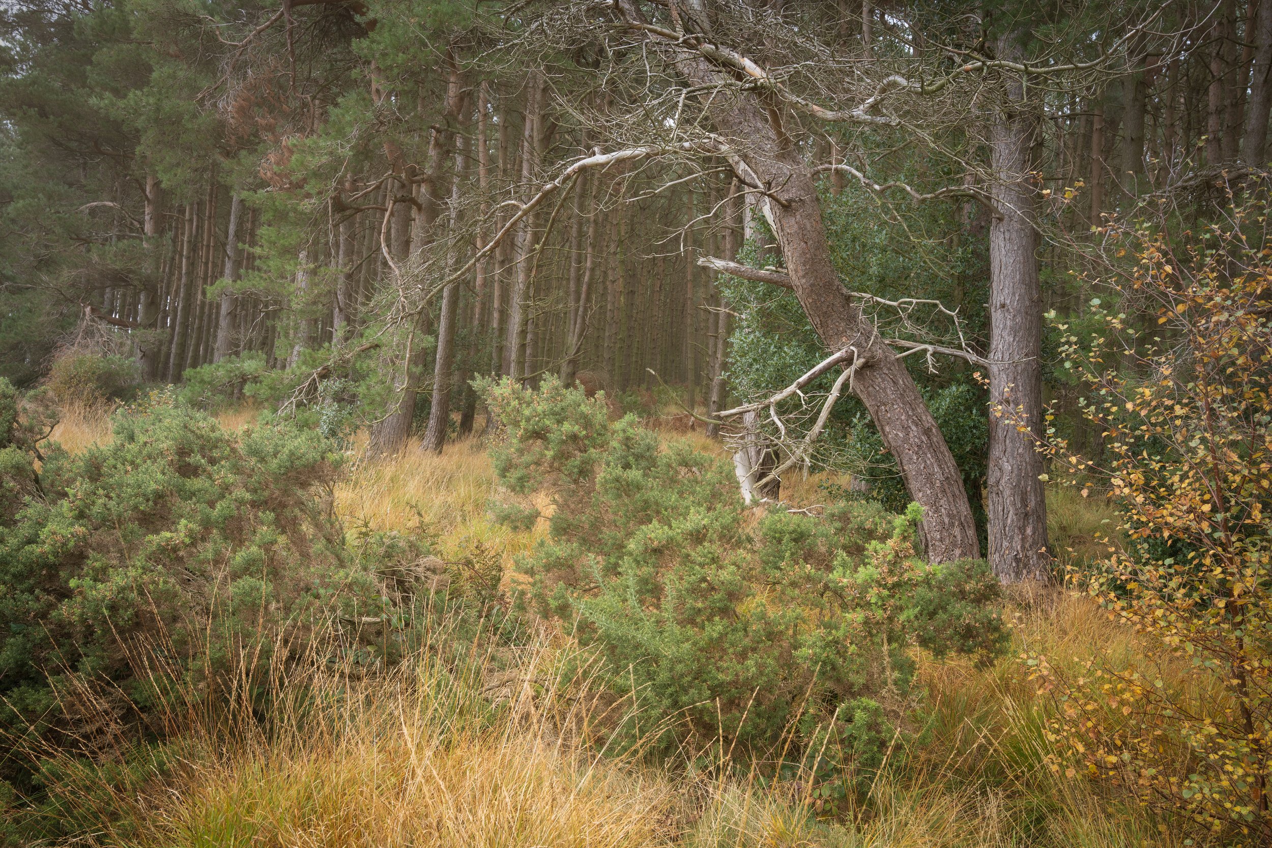 Pine