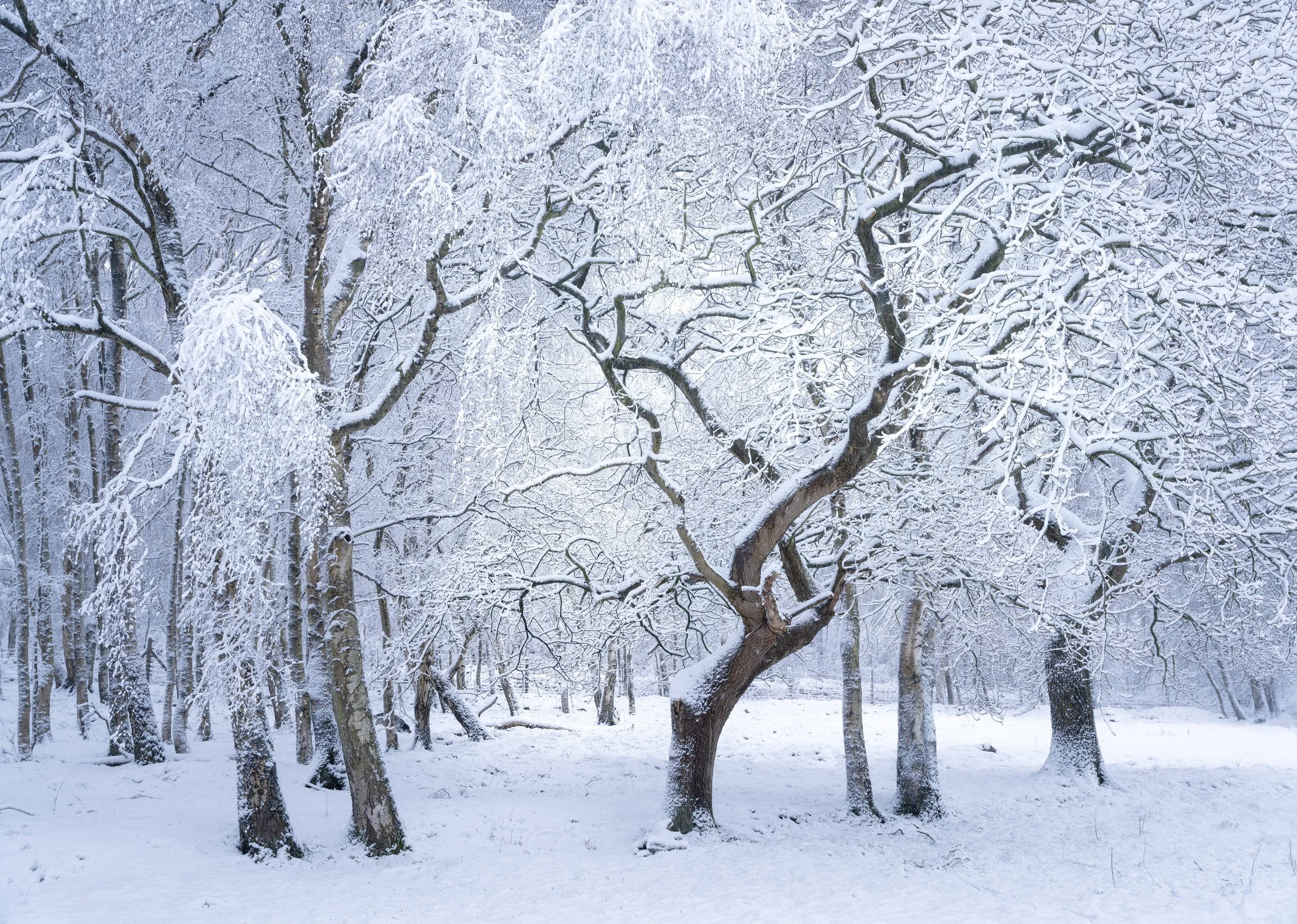 Frozen