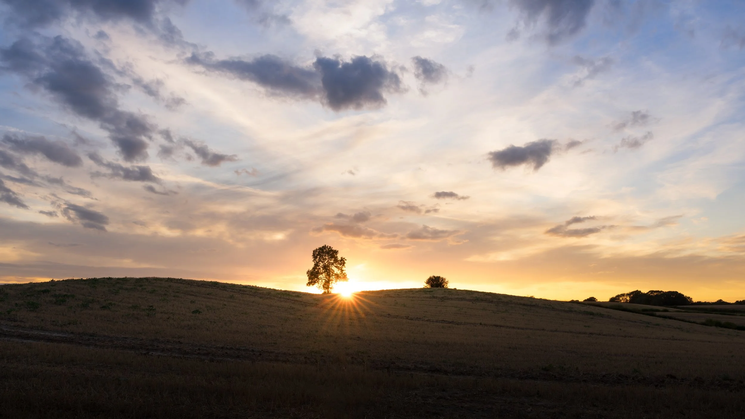 Sunset tree